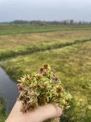 Torfmoose © Greta Gaudig